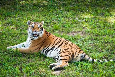 View of a cat on grass