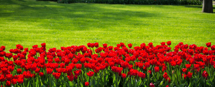 Red poppy flowers in field