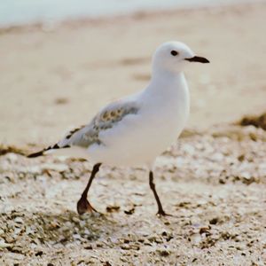 Close-up of seagull perching on sand at beach