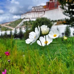 Close-up of white flowers blooming in field