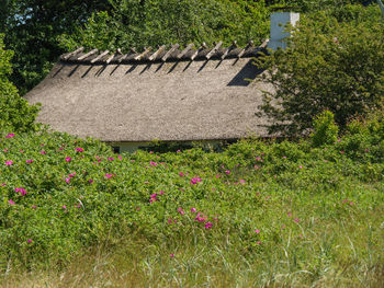 Plants growing on field by building