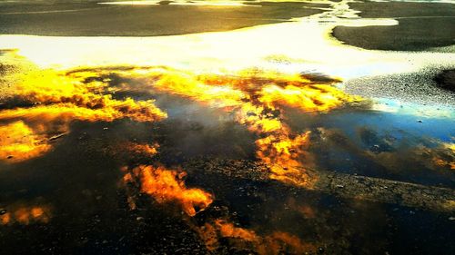 Reflection of trees in puddle