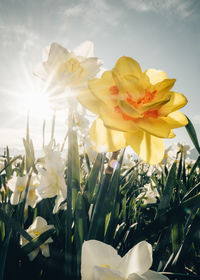 Close-up of yellow flowering plant on field against sky