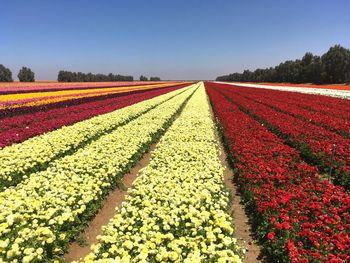 Fresh flowers in field