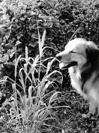 Close-up of dog