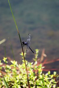 Close-up of insect on plant