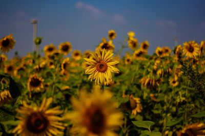 Close-up of yellow flowering plants on field