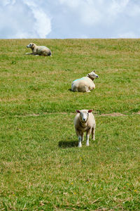 Three sheep in a field