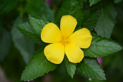 Close-up of yellow flowering plant