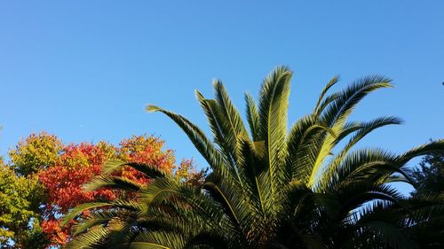 Low angle view of palm trees against clear blue sky