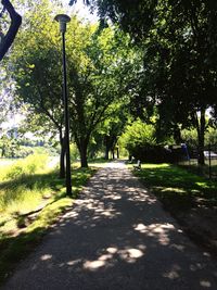 Shadow of trees on grass