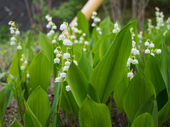 Close-up of white flowering plant