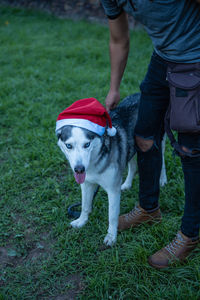 Dog with a christmas cap next to his owner.