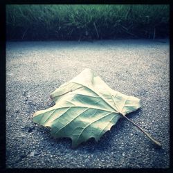 Close-up of leaf