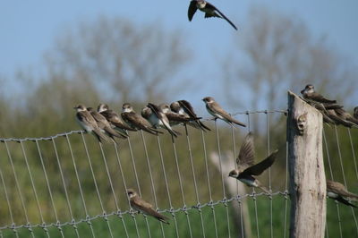 Birds on a fence