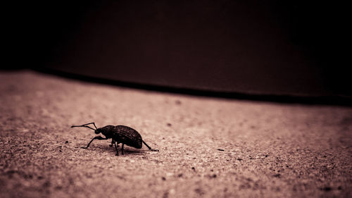 Close-up of insect on the ground