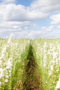 Plants growing on field against sky