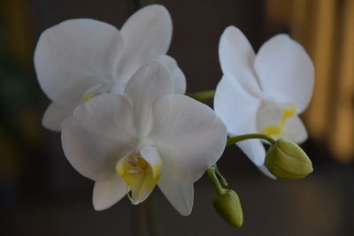 Close-up of frangipani blooming outdoors