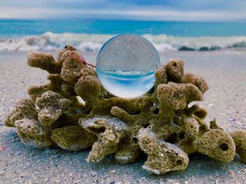 Close-up of crab on beach
