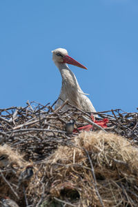 Low angle view of bird perching on nest against sky