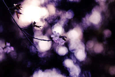Close-up of purple cherry blossom