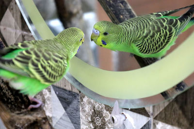 Close-up of birds perching