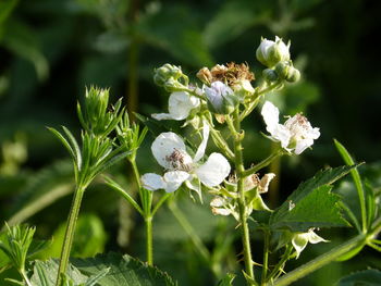 Close-up of white flowering plant