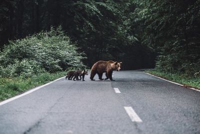 Bears walking on road in forest