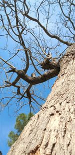 Low angle view of bird on tree against sky