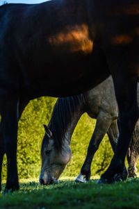 Horses standing on grassy field