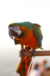 Close-up of parrot perching on a bird