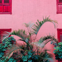 Plants growing outside building