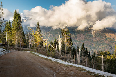 Panoramic shot of road amidst trees against sky