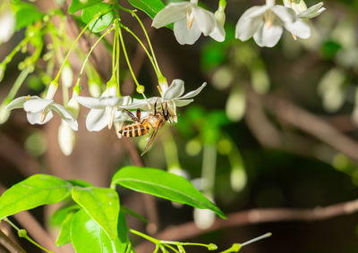 Bee sucking nectar