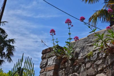 Low angle view of plants against sky