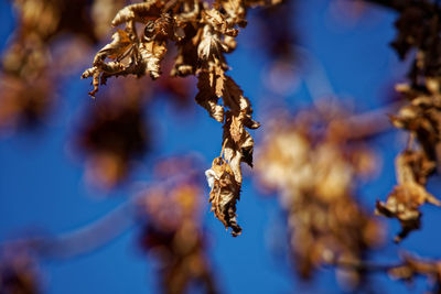 Close-up of frozen plant against blue sky