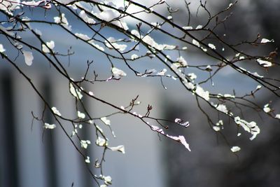 Low angle view of cherry blossoms against sky