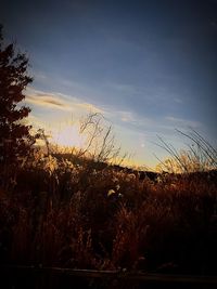 Plants growing on land against sky during sunset