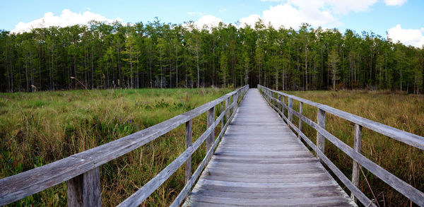 Boardwalk path at corkscrew swamp sanctuary in naples, florida leads to a thick wall of pond cypress