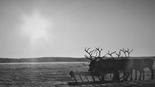 Deer on field against clear sky