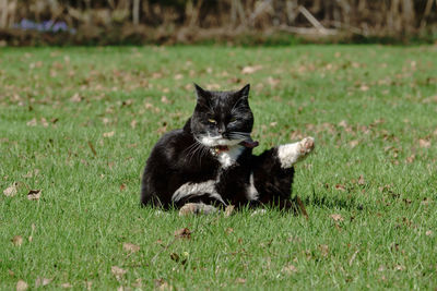 Portrait of a cat lying on grass