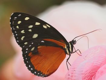 Close-up of butterfly on flower