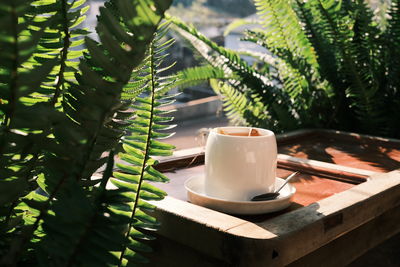 Close-up of potted plant on table