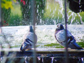 Bird in zoo