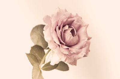 Close-up of rose against white background