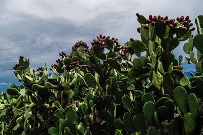 Close-up of flowering plant against cloudy sky