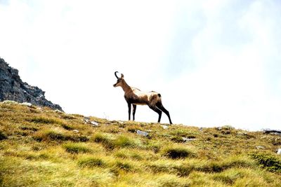 View of giraffe on field against sky