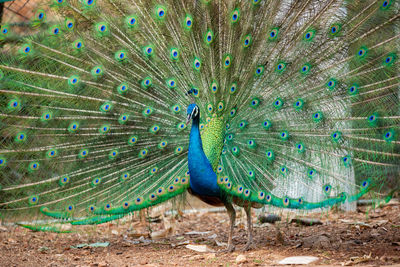 Close-up of peacock