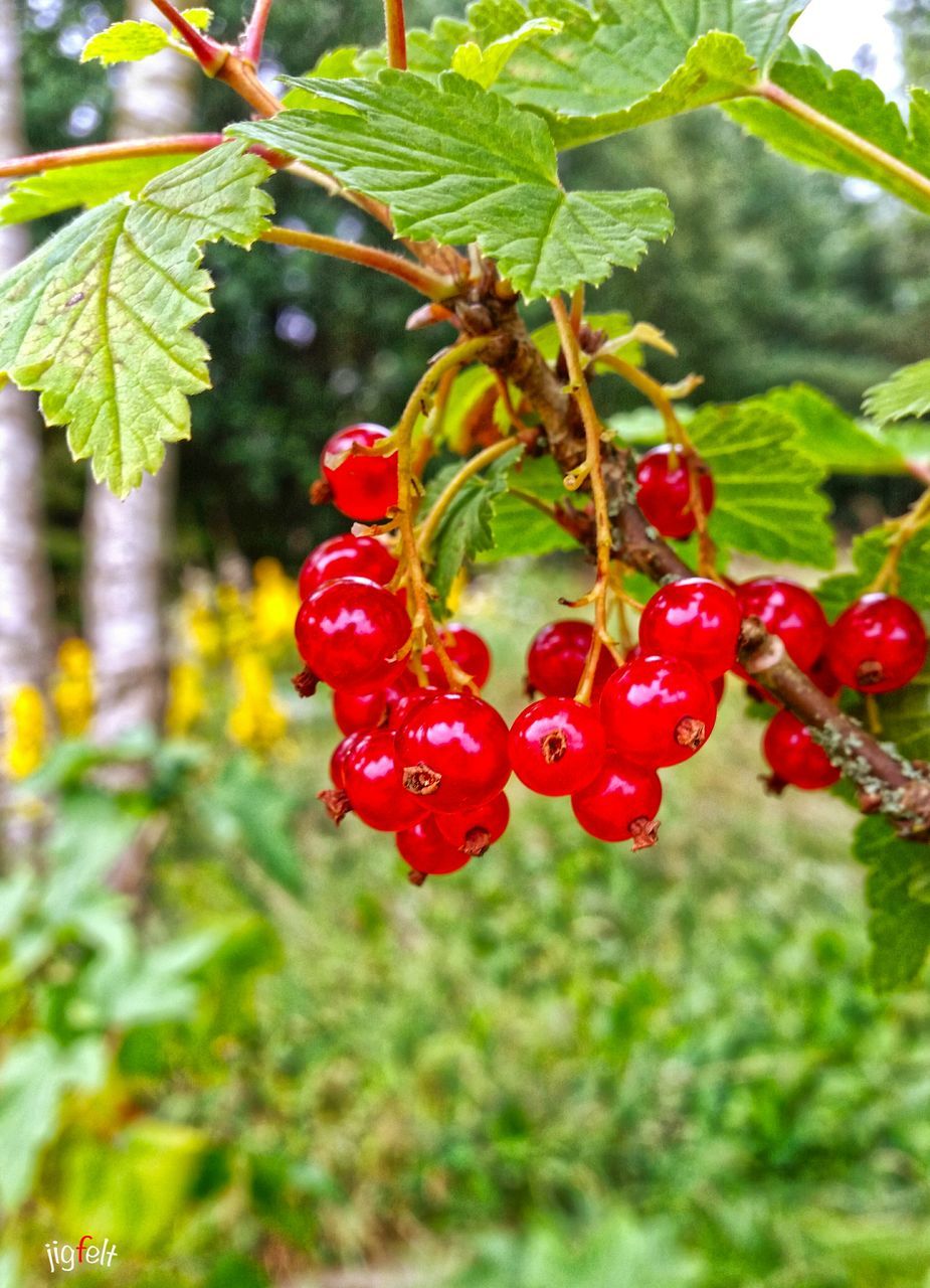fruit, food and drink, red, food, berry fruit, freshness, growth, tree, healthy eating, leaf, branch, berry, close-up, ripe, focus on foreground, cherry, nature, hanging, green color, plant