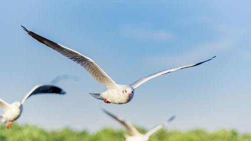 Low angle view of seagull flying